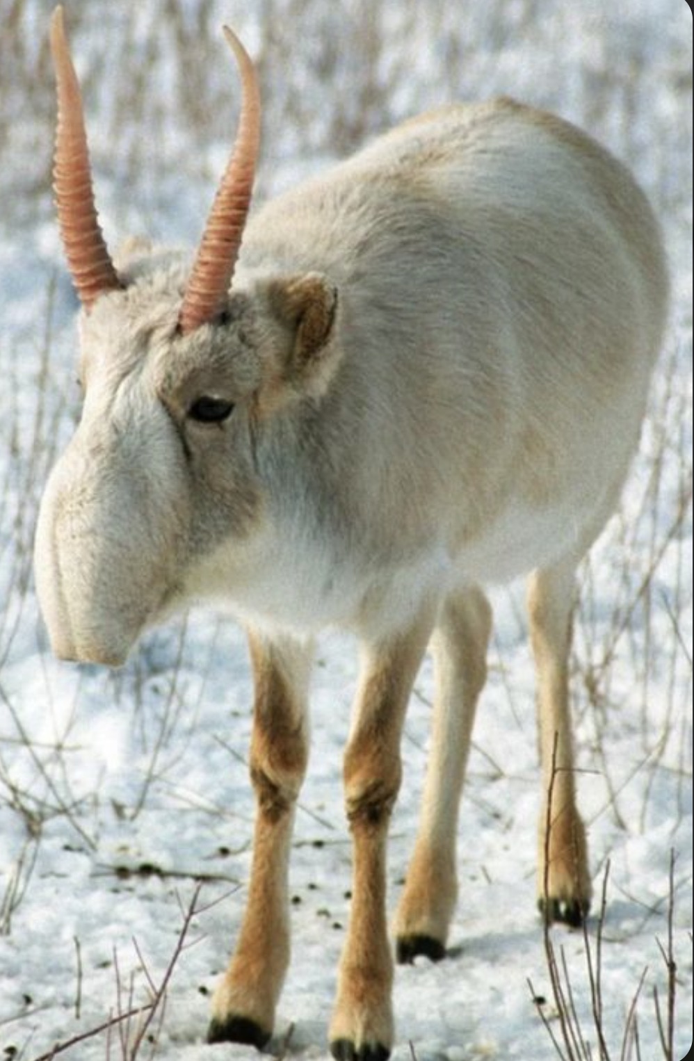 saiga antilope winter